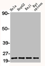 BAX Antibody