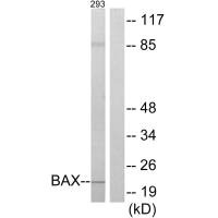 BAX Antibody