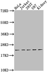 BBC3 Antibody
