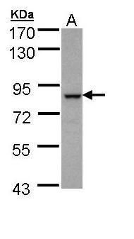 BBS7 Rabbit Polyclonal Antibody