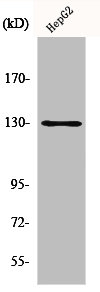 BCAR1 Antibody