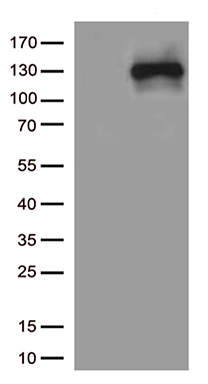 BCAS2 Antibody