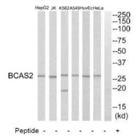 BCAS2 Antibody