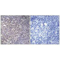 BCAS4 Antibody