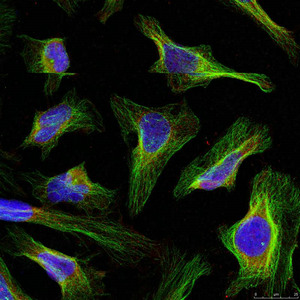 BCL2 Antibody