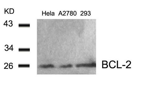BCL2 Antibody