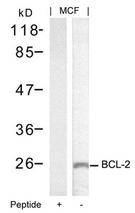 BCL2 Antibody