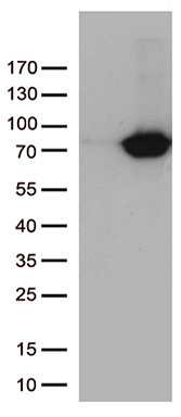 BCL2 Antibody
