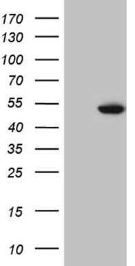 BCL2 Antibody