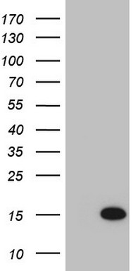 BCL2 Antibody