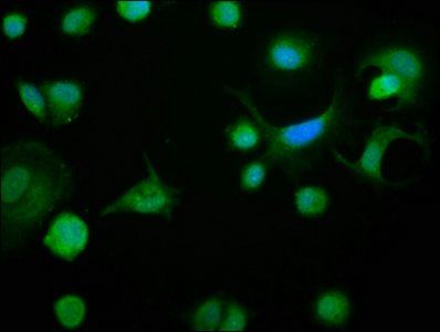 BCL2L1 Antibody