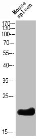 BCL2 Antibody