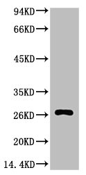 BCL2 Monoclonal Antibody