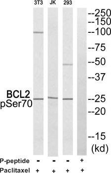 BCL2 (Phospho-Ser70) Antibody