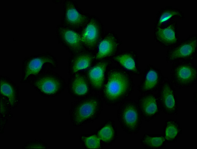 BCL2L10 Antibody