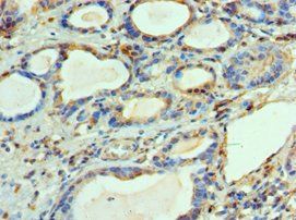 BCL2L14 Antibody