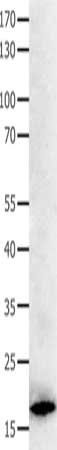 BCL2L15 Antibody