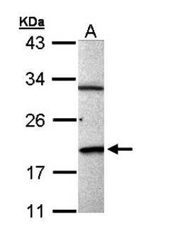 BCL2L15 antibody