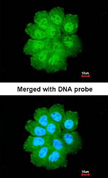 Bcl-2-like protein 12 antibody