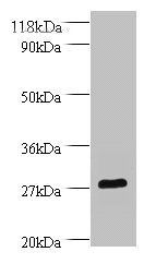 Bdnf Antibody