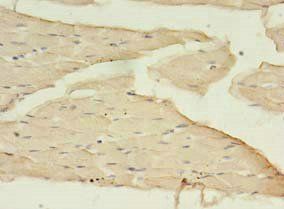 BDNF Antibody