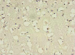 BDNF Antibody