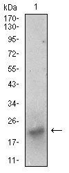 BDNF Antibody