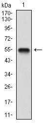 BDNF Antibody