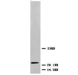 BDNF Rabbit Polyclonal Antibody