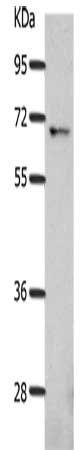 BEST1 Antibody