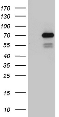 CTNNB1 Antibody