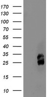 CTNNB1 Antibody