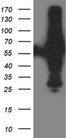 beta Catenin Antibody