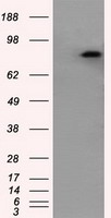beta Catenin Antibody