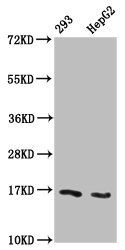 β-hydroxybutyryl-HIST1H3A (K122) Antibody