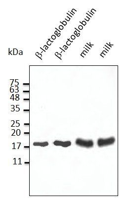beta-Lactoglobulin Antibody
