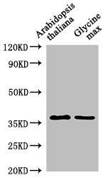 BG2 Antibody