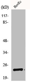 BIK Antibody