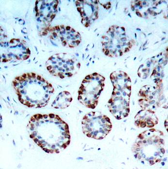 BIM (Ab-69) Antibody