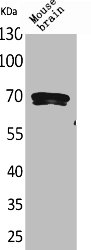 BIN1 Antibody