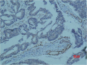 BIRC5 Antibody