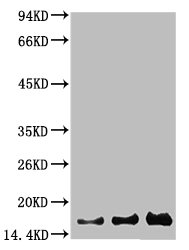 BIRC5 Antibody