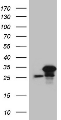 BMF Antibody