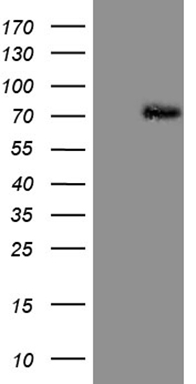 BMF Antibody