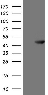 BMF Antibody