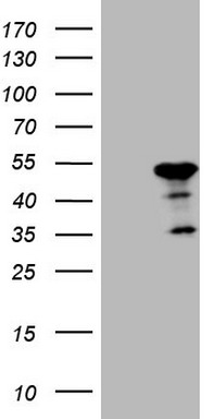 BMF Antibody