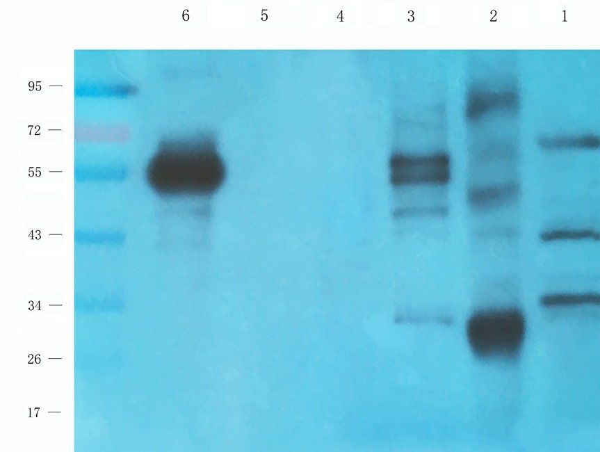 BMI1 antibody