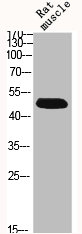 BMP7 Antibody
