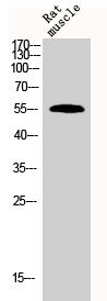 BMP7 Antibody