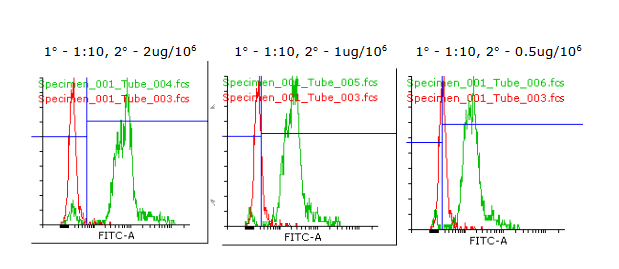 BMPR2 Rabbit Polyclonal Antibody